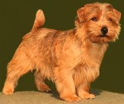 Norfolk Terrier: Allright Teddy Trouble