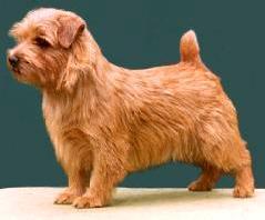 Norfolk Terrier: Allright Yukon Trouble