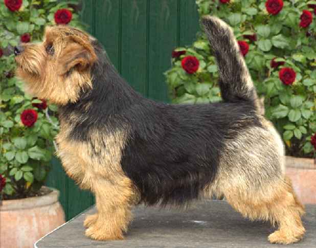 Norfolk Terrier: Allright Alaska