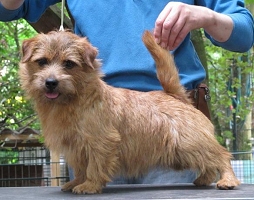 Norfolk Terrier: Allright Brave Spirit