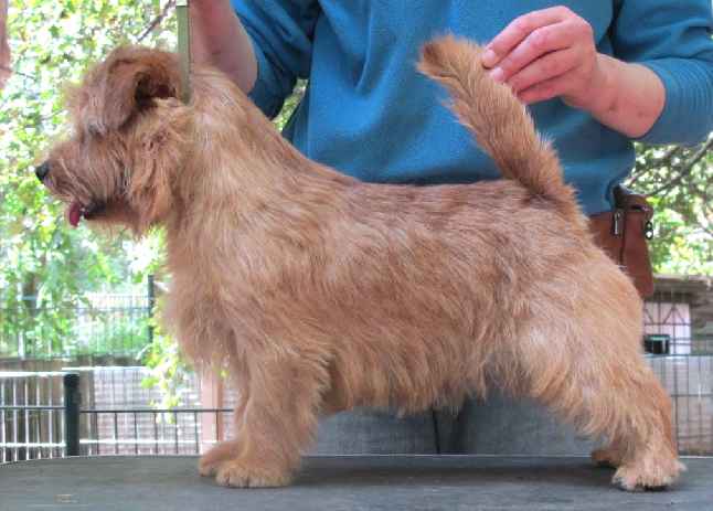 Norfolk Terrier: Allright Candy Cane