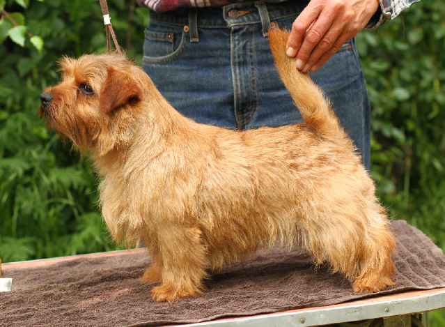 Norfolk Terrier: Allright Celtic Fire