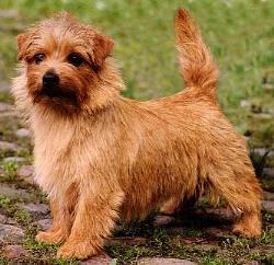 Norfolk Terrier: Allright Chocolate Chip