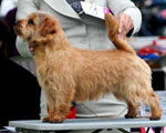 Norfolk Terrier: Allright Funny Man