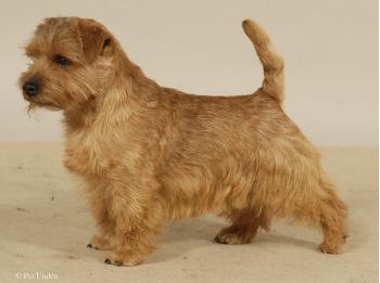 Norfolk Terrier: Allright Gin Orange