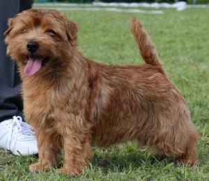 Norfolk Terrier: Allright Gin Orange