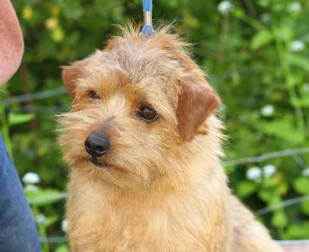 Norfolk Terrier: Allright Killarney