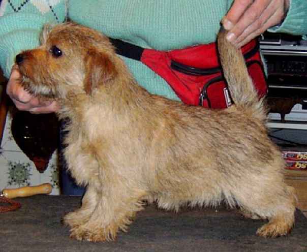 Norfolk Terrier: Allright Red Lady Velvet