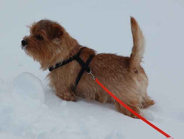 Norfolk Terrier: Allright Red Lord Lobo