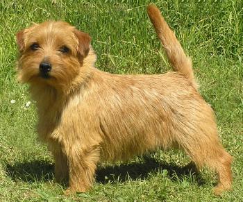 Norfolk Terrier: Allright Red Raven