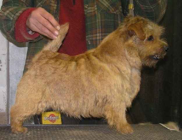 Norfolk Terrier: Allright Smart Sarah