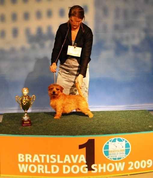 Norfolk Terrier: Allright Sweet Vasilisa