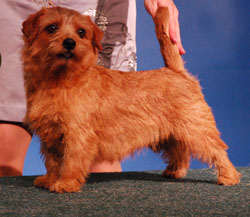 Norfolk Terrier: Allright Sweet Vasilisa