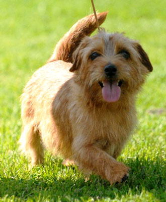 Norfolk Terrier: Allright Sweet Vasilisa