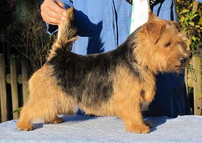 Norfolk Terrier: Allright The Lioness