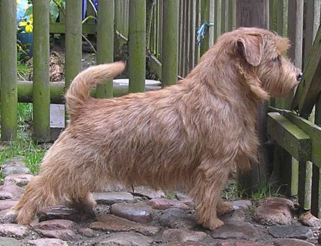 Norfolk Terrier: Allright The Lion King