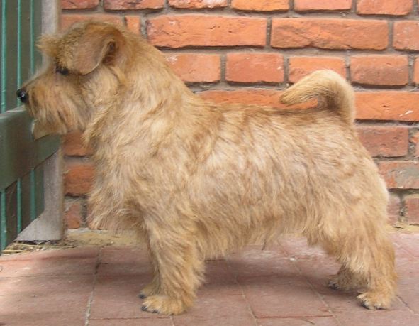 Norfolk Terrier: Allright The Lion King