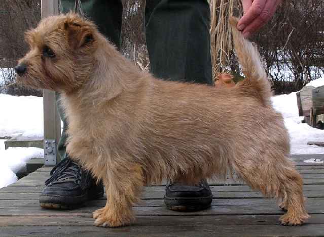 Norfolk Terrier: Allright Tom Fool
