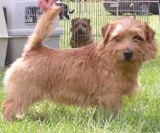 Norfolk Terrier: Allright True Goblin