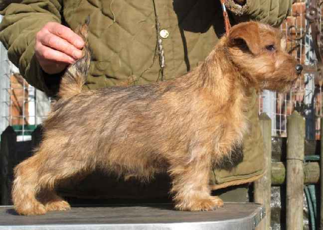 Norfolk Terrier: Allright Wag-A-Lot