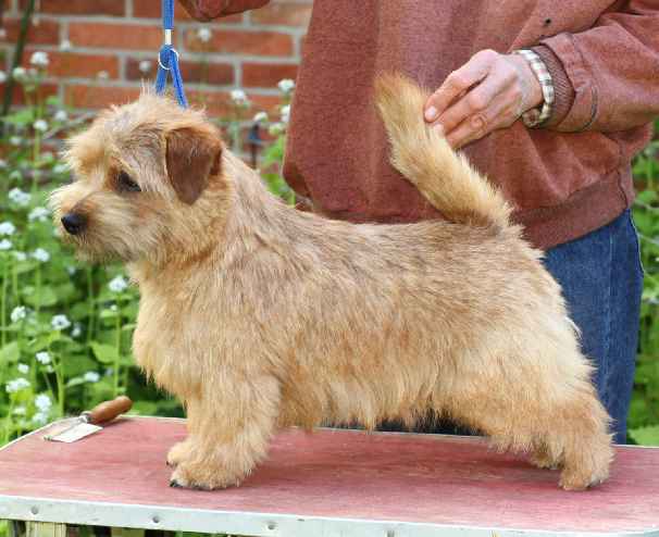 Norfolk Terrier: Allright Wild Cookie