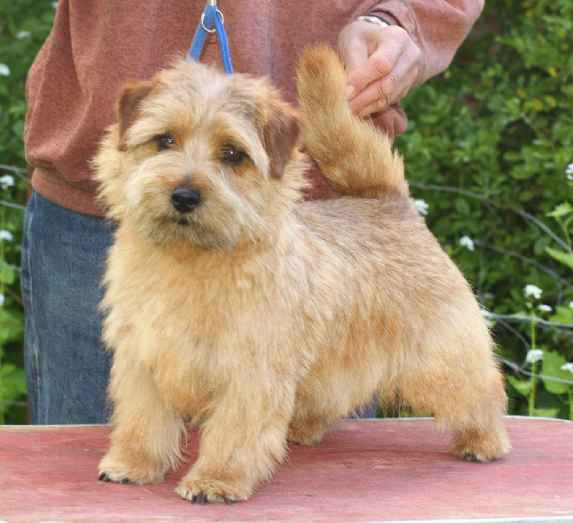 Norfolk Terrier: Allright Wild Cookie