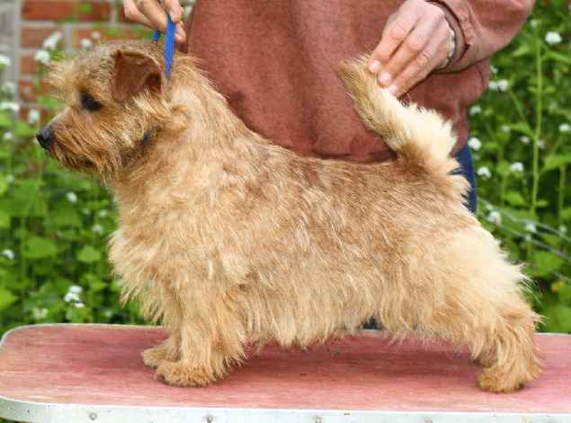 Norfolk Terrier: Allright Wild Thistle