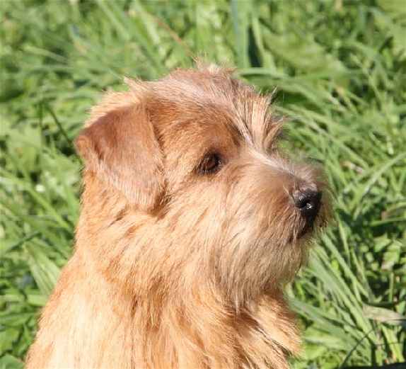 Norfolk Terrier: Alpha Red heaven