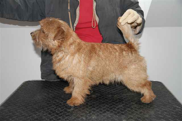 Norfolk Terrier: Alpha Red heaven