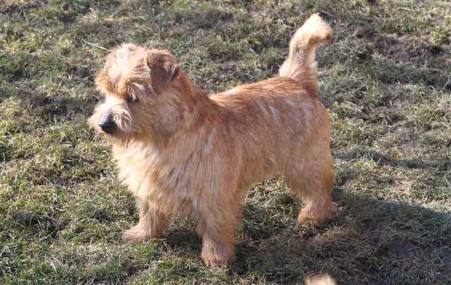 Norfolk Terrier: Alpha Red heaven