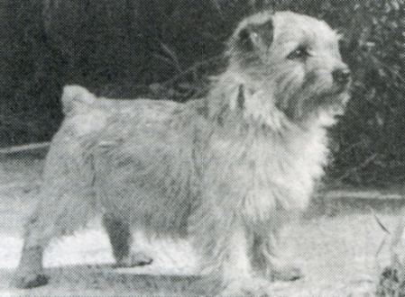 Norfolk Terrier: And Harry Of Titanium