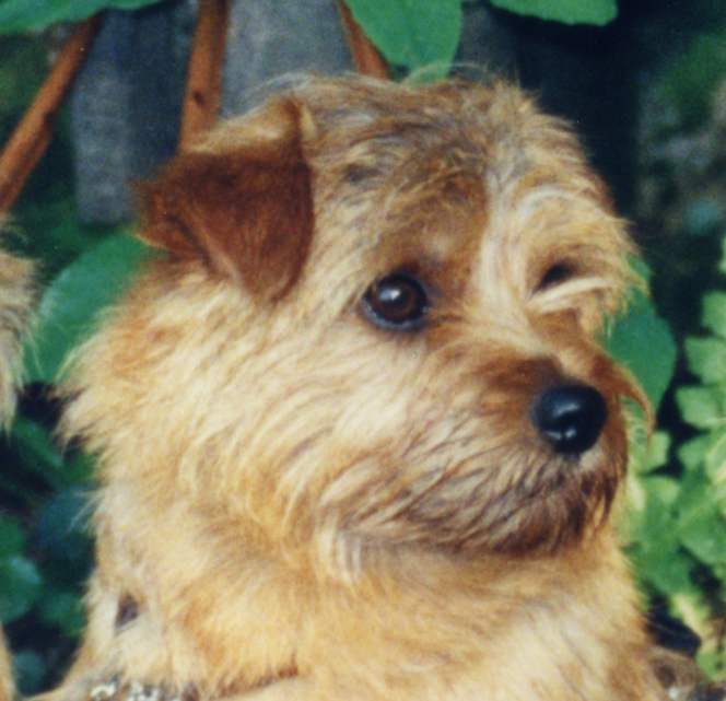 Norfolk Terrier: Apple Blossom Of Brigadoon
