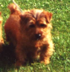 Norfolk Terrier: Apple Blossom Of Brigadoon