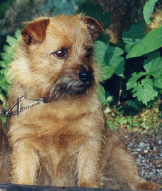 Norfolk Terrier: Ayleen Von Makait's