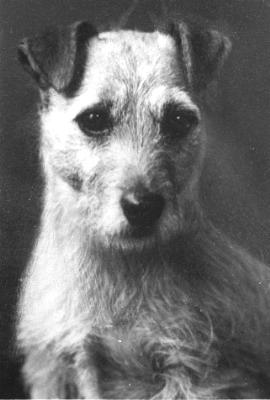 Norfolk Terrier: Babbling Binks