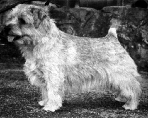 Norfolk Terrier: Belleville Cloudvoyager