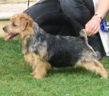 Norfolk Terrier: Belleville Another Angel