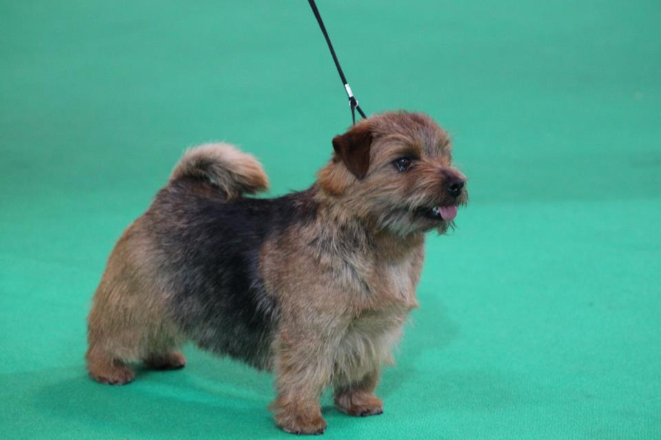 Norfolk Terrier: Belleville Blacklace