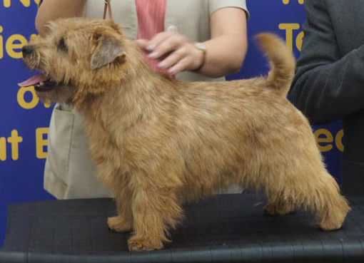 Norfolk Terrier: Belleville Major Key