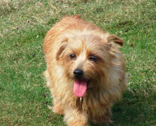 Norfolk Terrier: Belleville Morning Sun