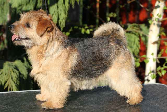 Norfolk Terrier: Belleville Nutty Red heaven