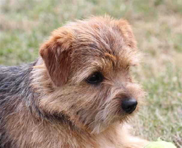 Norfolk Terrier: Belleville Nutty Red heaven