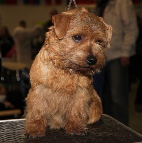 Norfolk Terrier: Belleville Red heaven Ribon