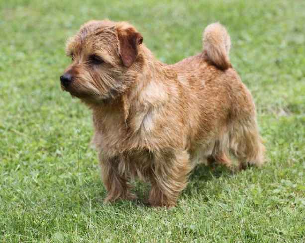 Norfolk Terrier: Belleville Red heaven Ribon