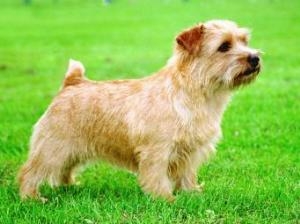 Norfolk Terrier: Belleville Star Struck