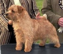 Norfolk Terrier: Belleville Thunder Struck