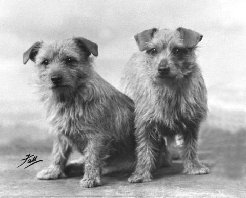 Norfolk Terrier: Biffin of Beaufin