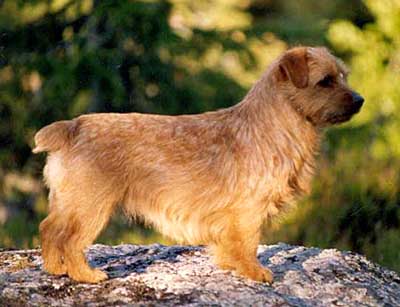 Norfolk Terrier: bjorshults sandy