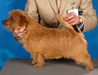 Norfolk Terrier: Bonfirer von Kirchhellen