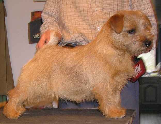Norfolk Terrier: Brickin Country Pursuit